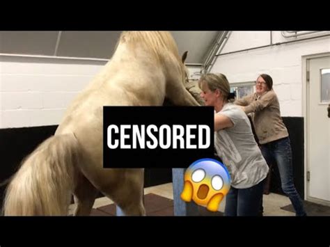 women fucks horse|Horse Sex Tube